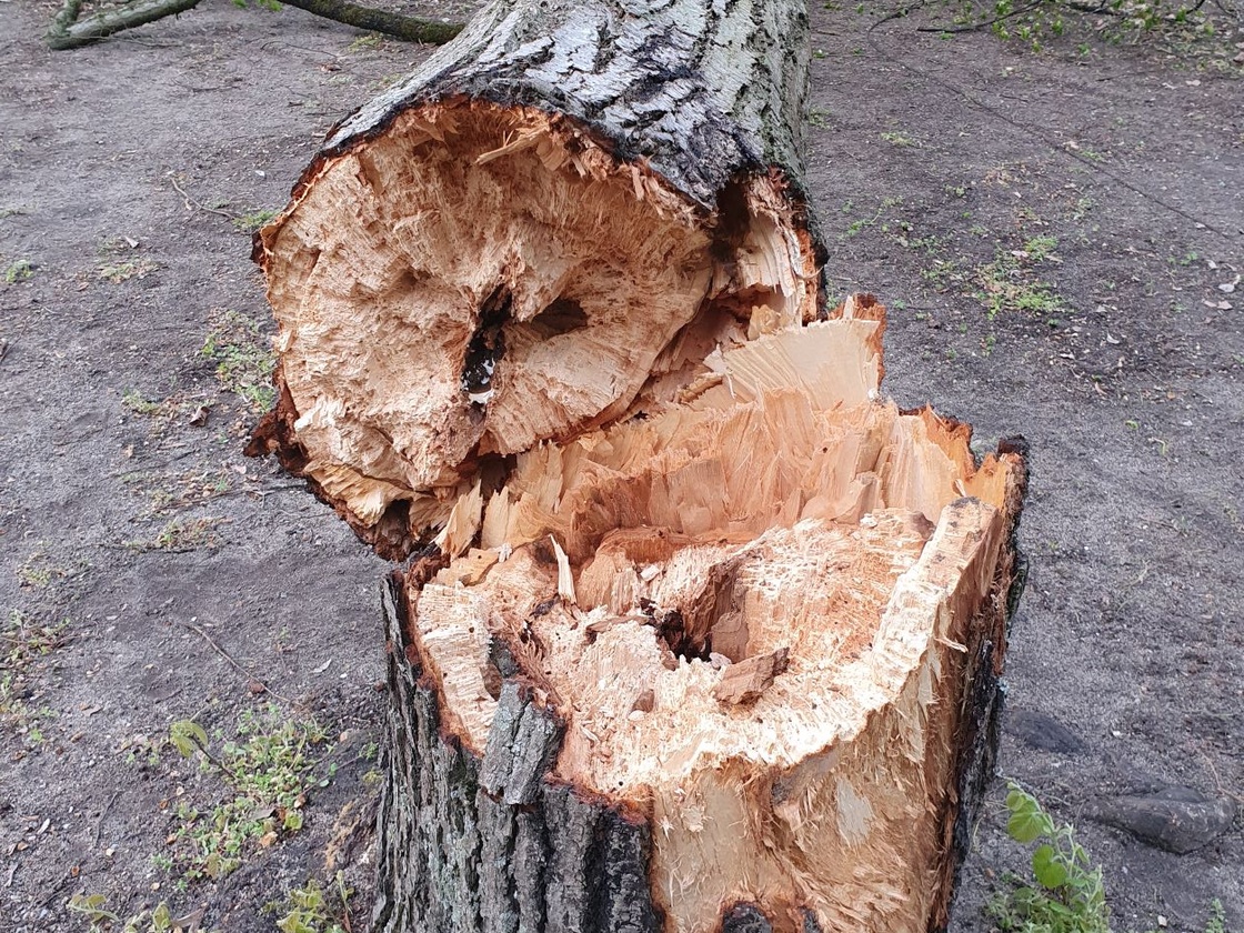 Bild Baumschutz- und Sicherungsmaßnahmen