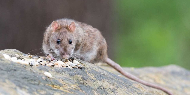 Bild Ratten in Volkachs Kanalisation