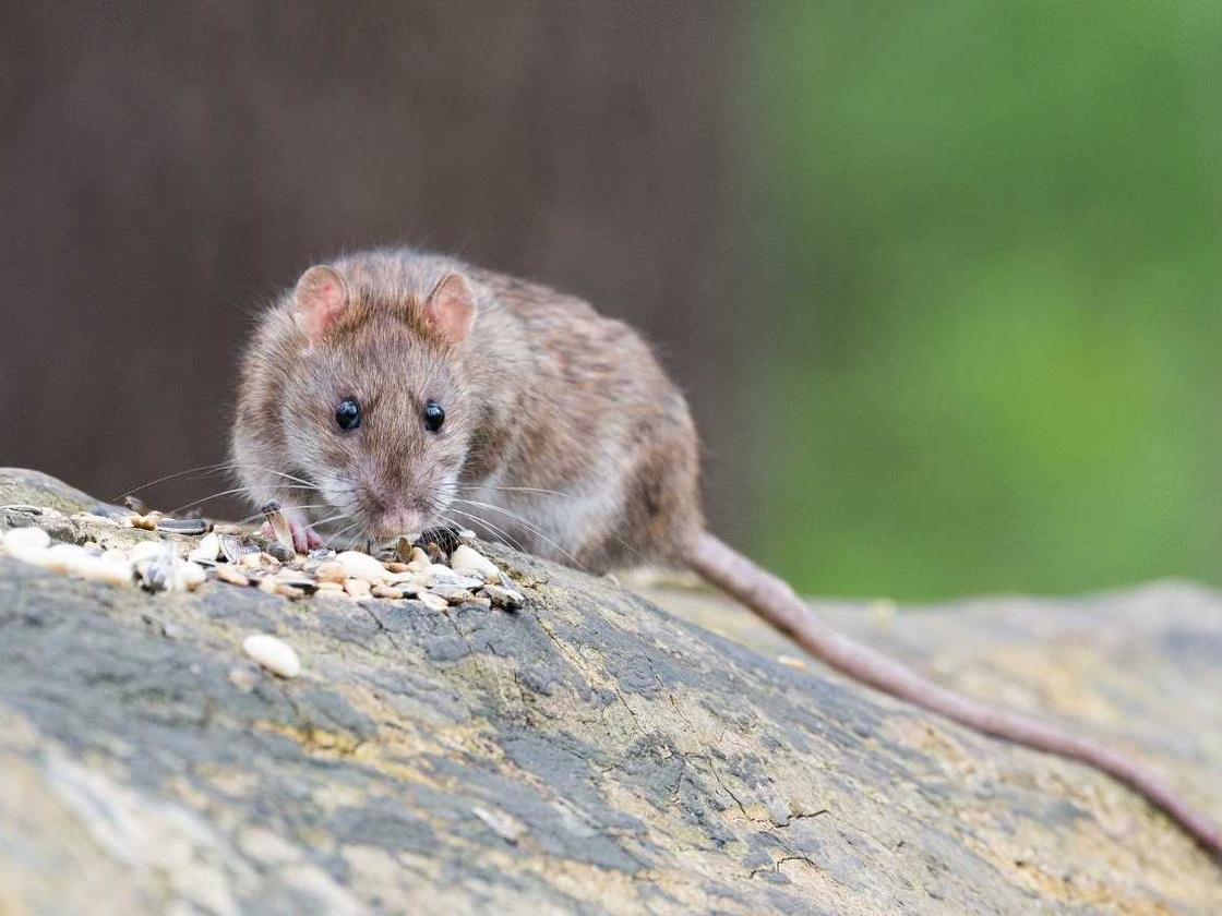 Bild Ratten in Volkachs Kanalisation