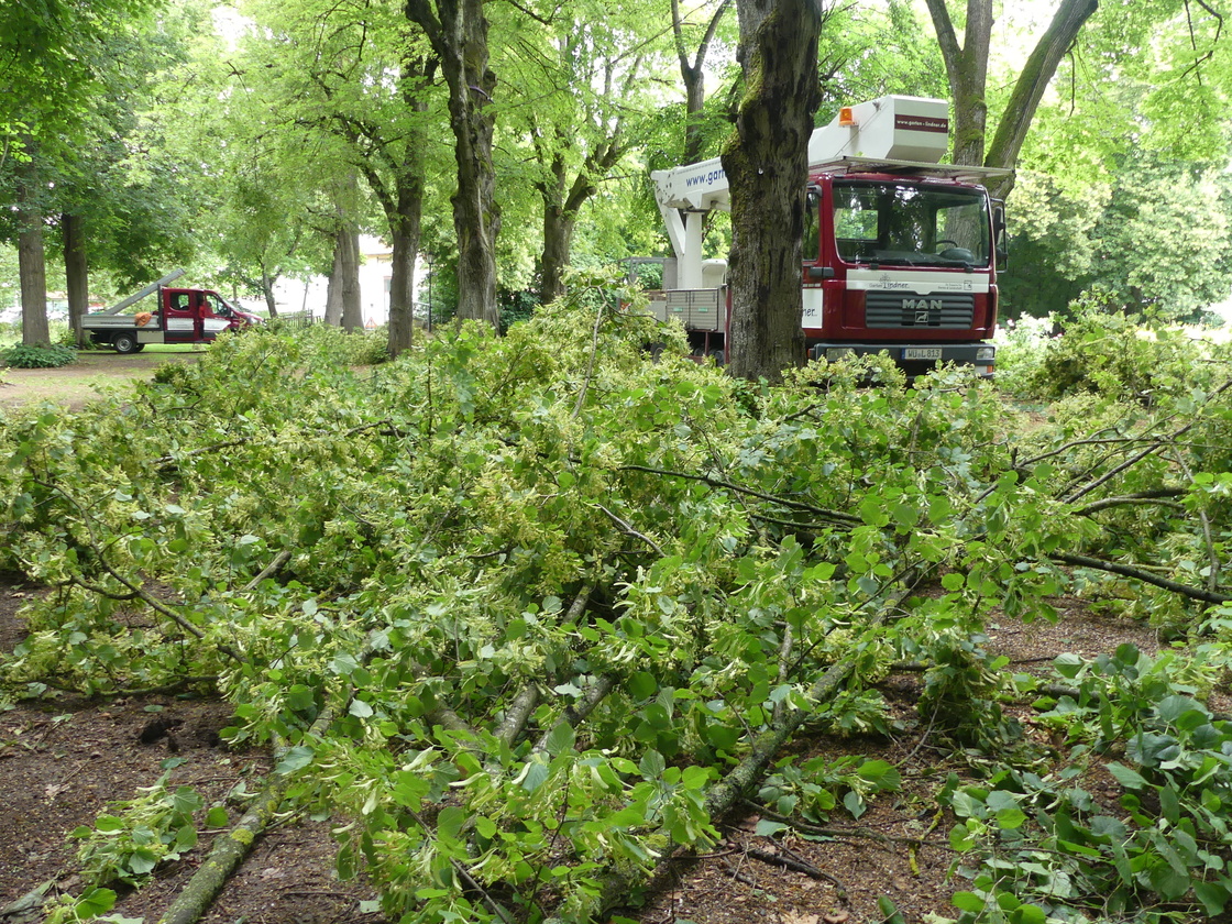 Bild Verkehrssicherungspflicht für Bäume