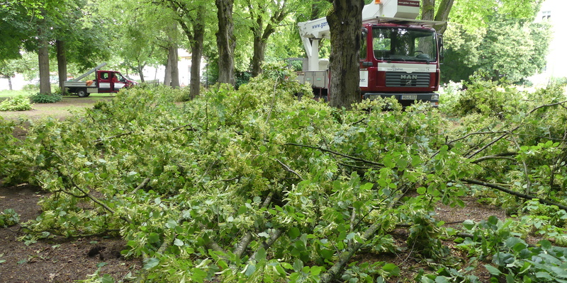 Bild Verkehrssicherungspflicht für Bäume